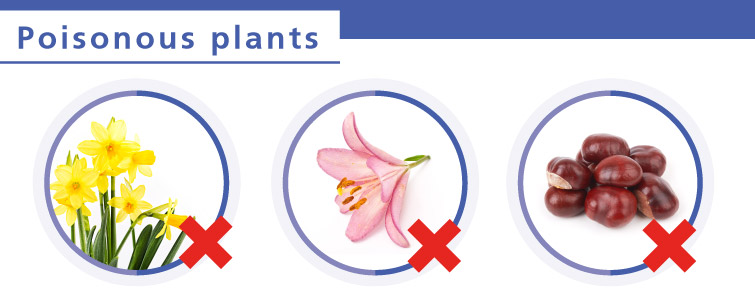 Poisonous plants for dogs