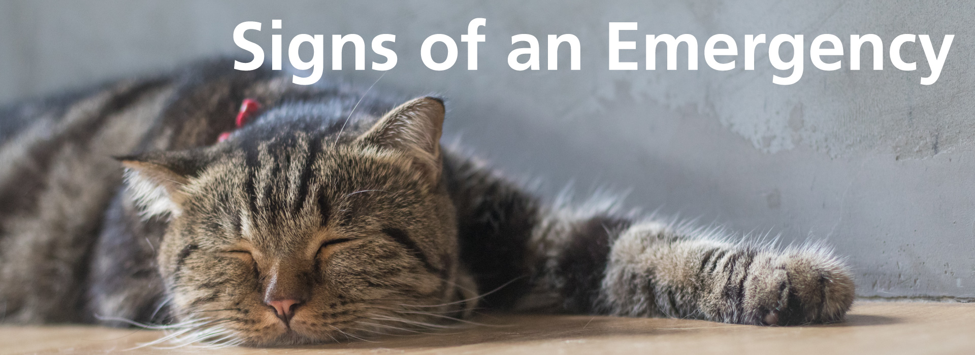 Cat first aid - Signs of an emergency