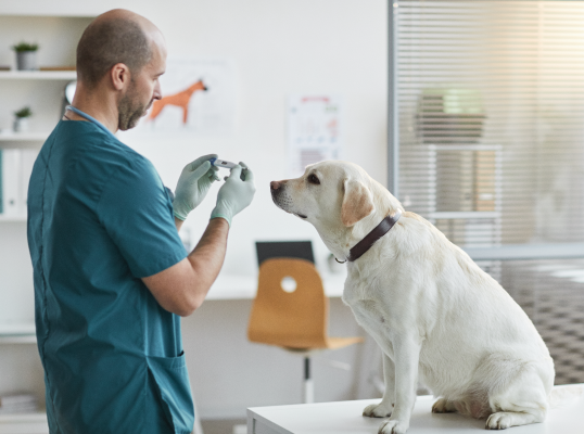 Vet with dog at clinic