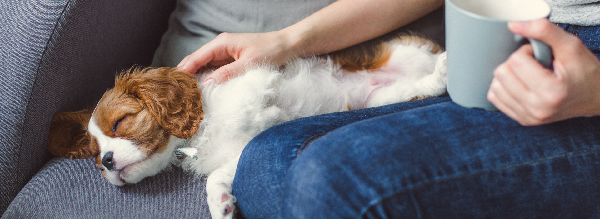 Dog asleep on the sofa