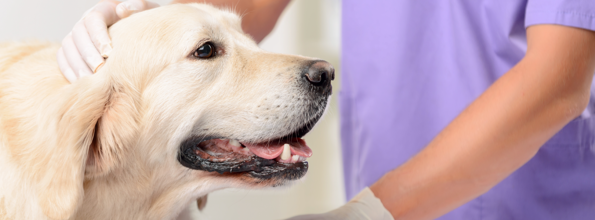Dog at vet appointment