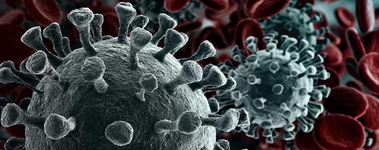 Norovirus