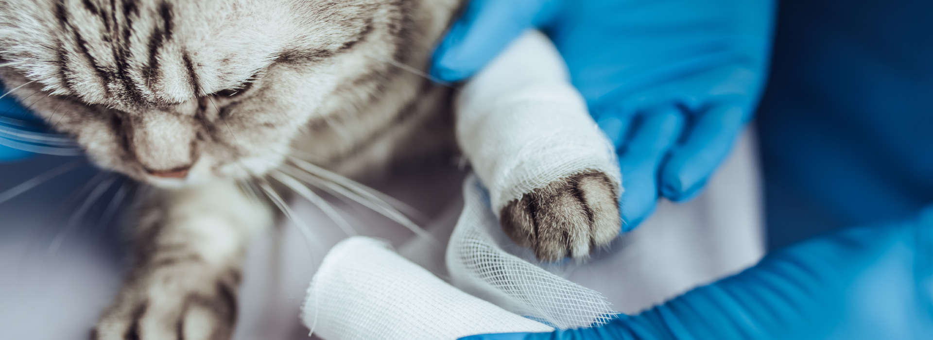 Cat with bandage