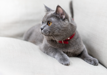 Cat first aid - grey cat on sofa