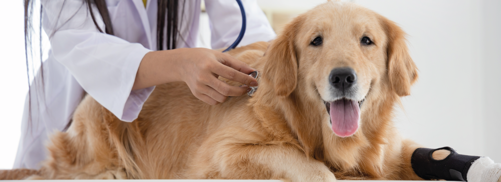 Dog getting a check up by vet