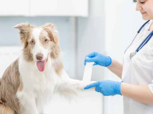 Vet applying a bandage on dog