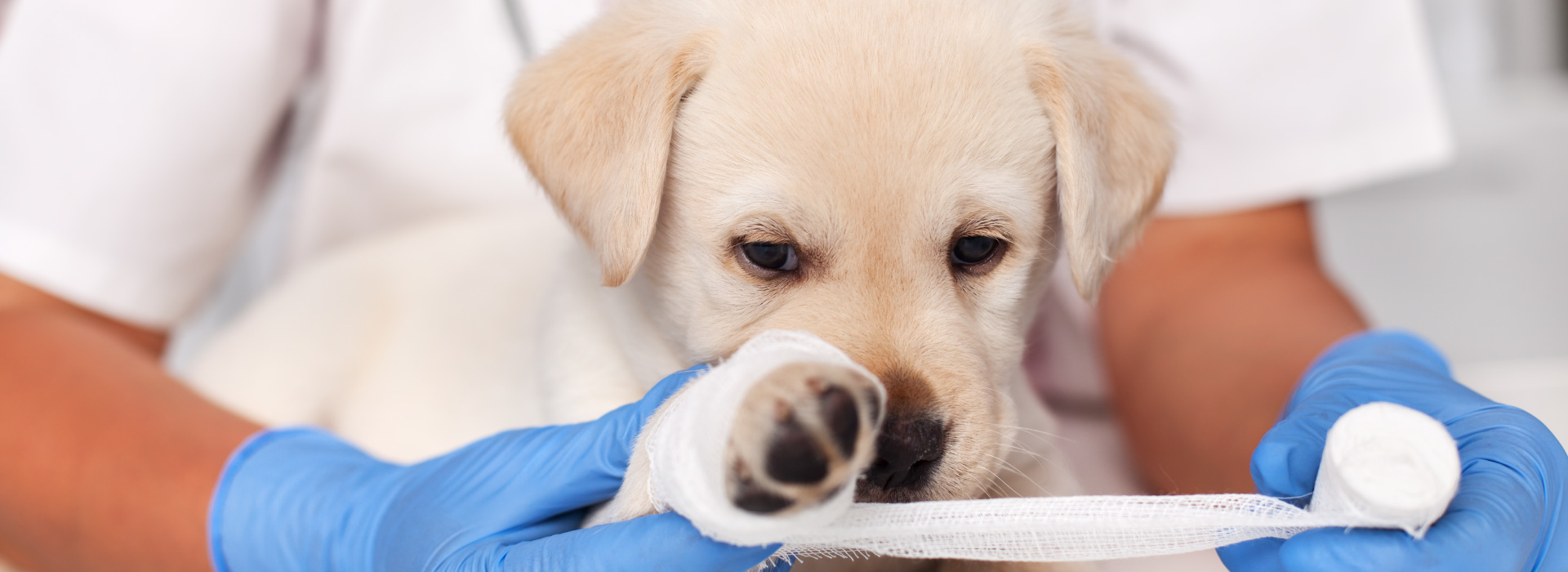 Vet putting a bandage on a puppy
