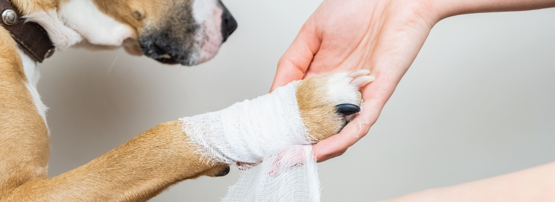 Pet owner or vet applying a bandage to an injured dog