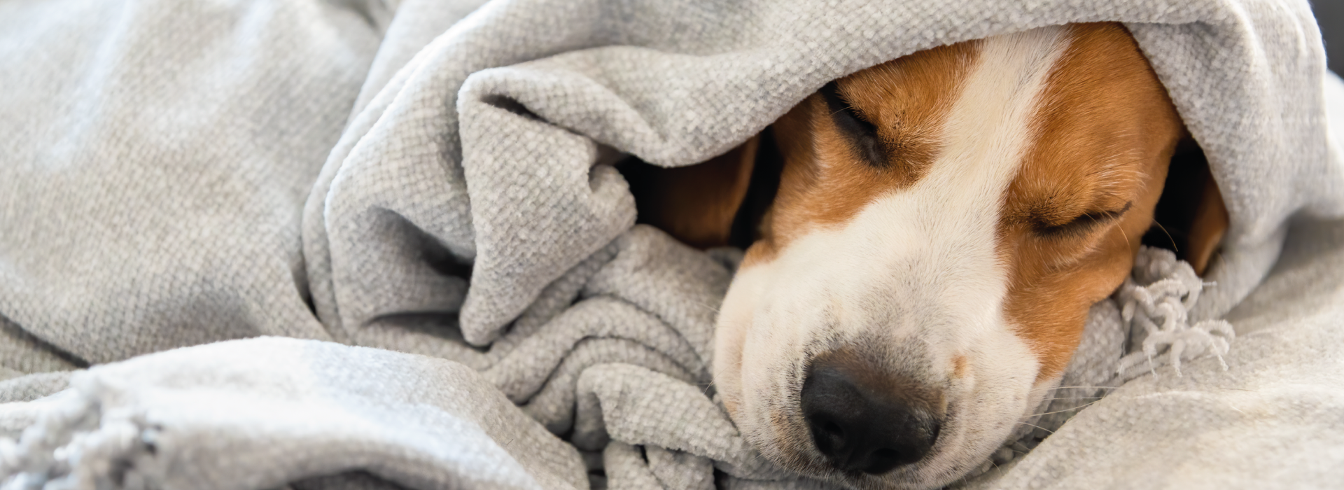 Dog wrapped in blanket