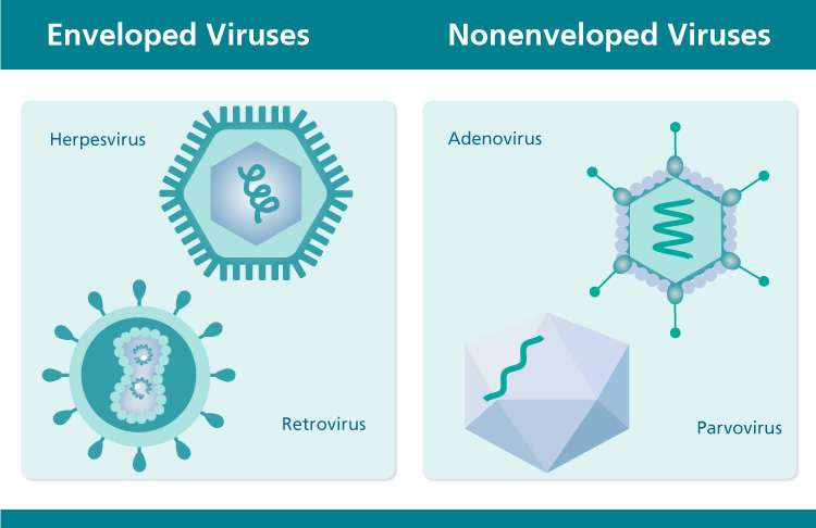 Enveloped and nonenveloped viruses diagram