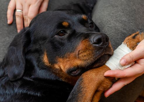 Injured dog with bandage
