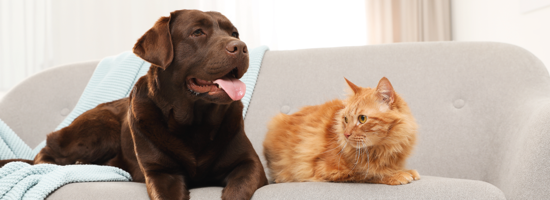 Dog and cat sat on the sofa