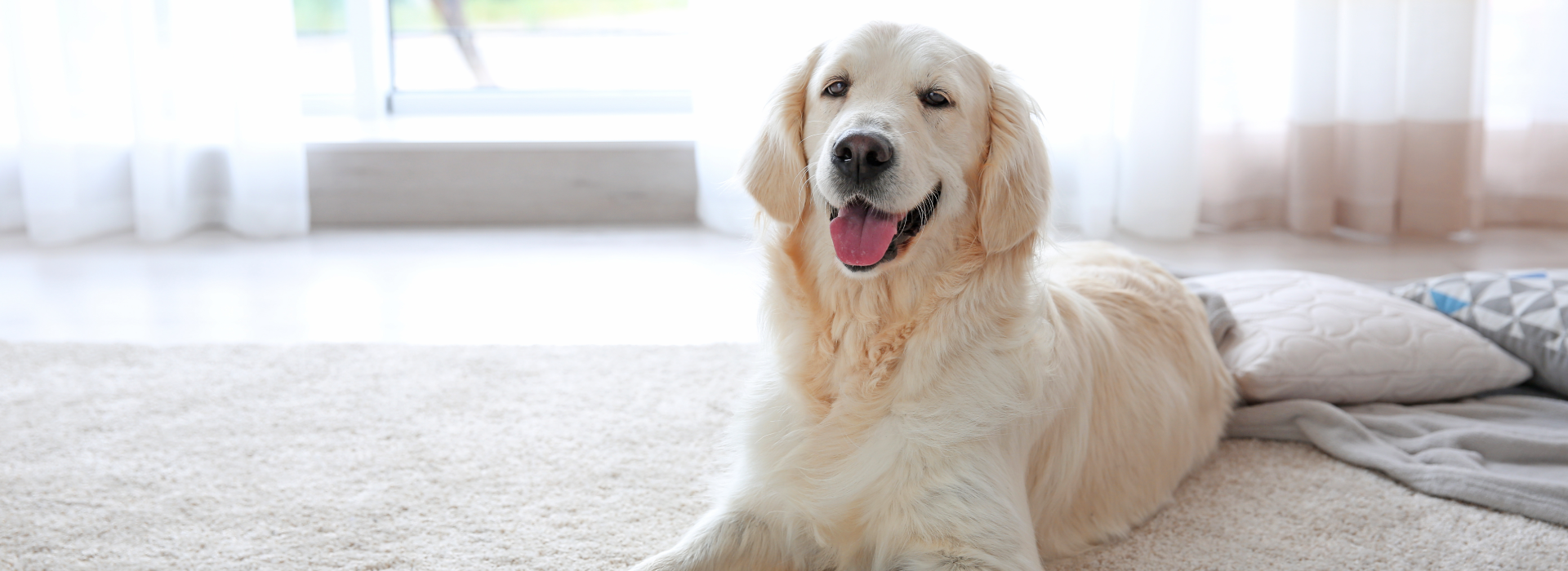 Dog sitting on carpet