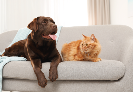 pets sat on sofa