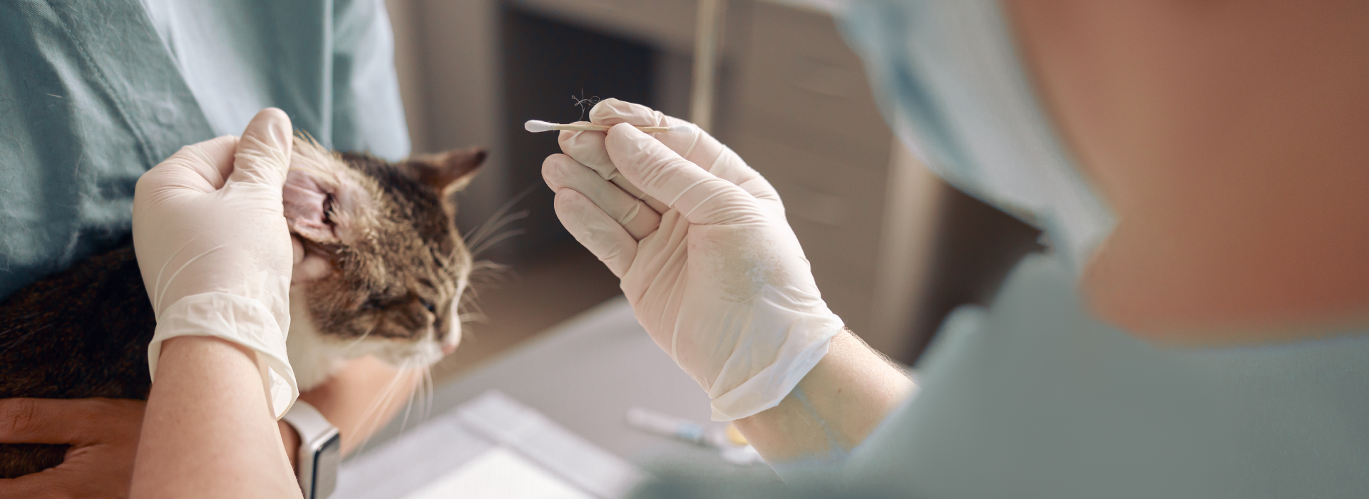 Cat at the vets