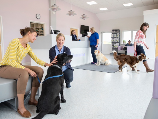 Veterinary clinic waiting room