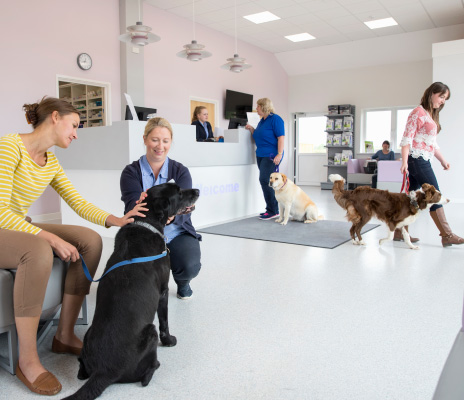 Veterinary clinic waiting room