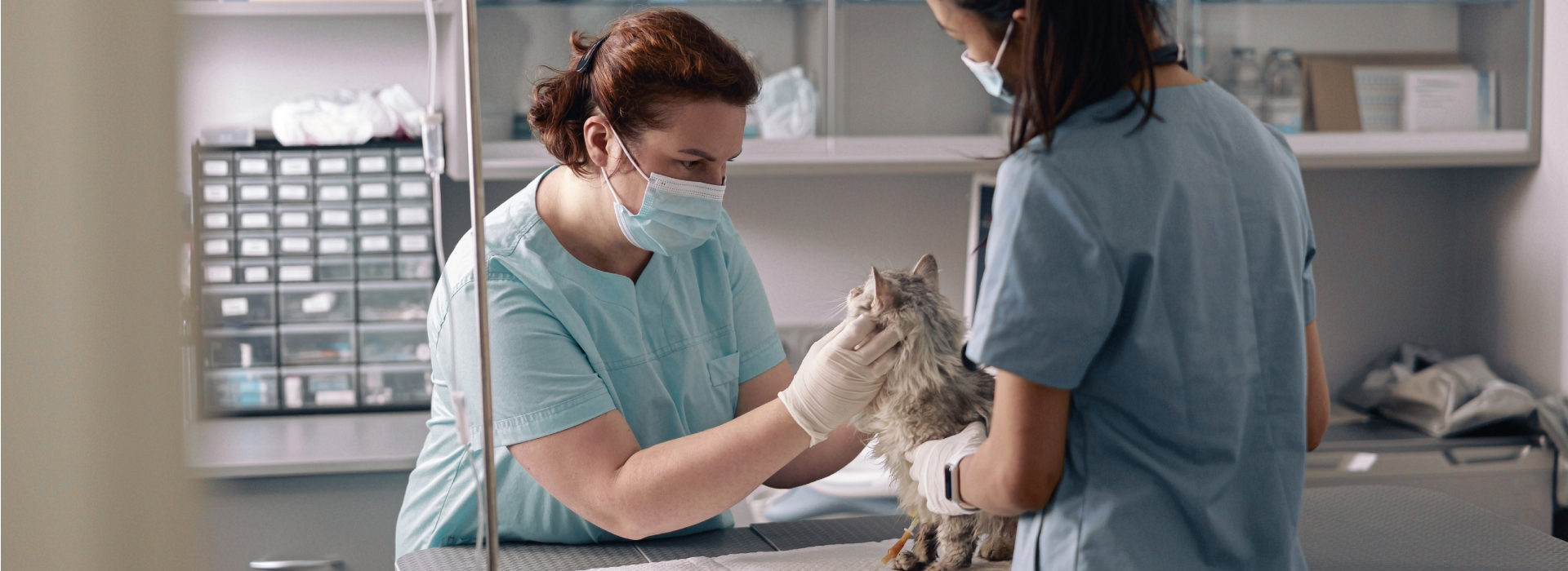 Cat at vet clinic being checked by vets