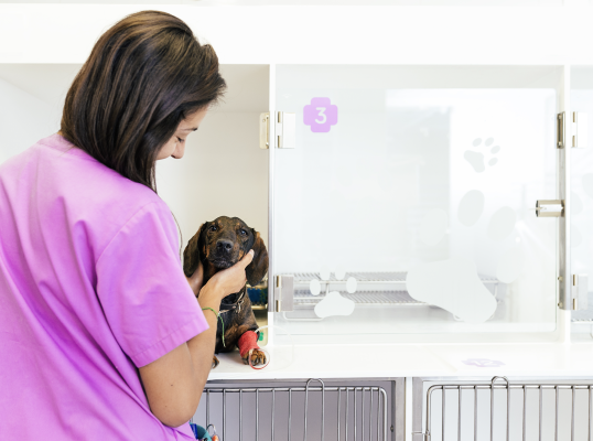 Dog with veterinary nurse