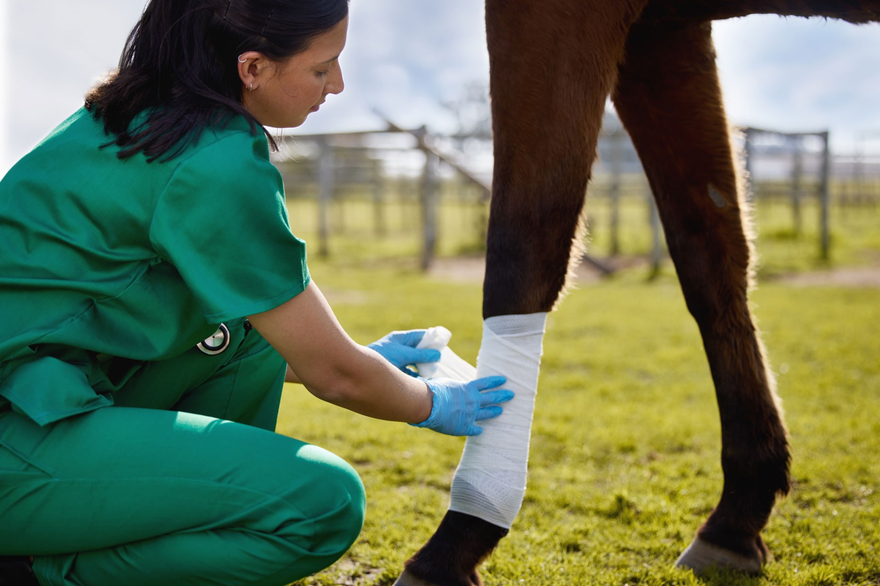 Horse with conforming bandages around leg