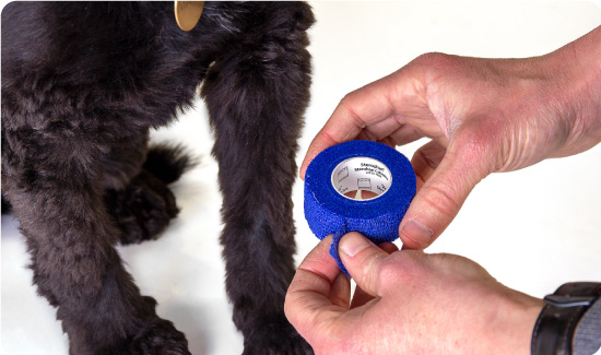 Cohesive Bandage Being Used On Dog