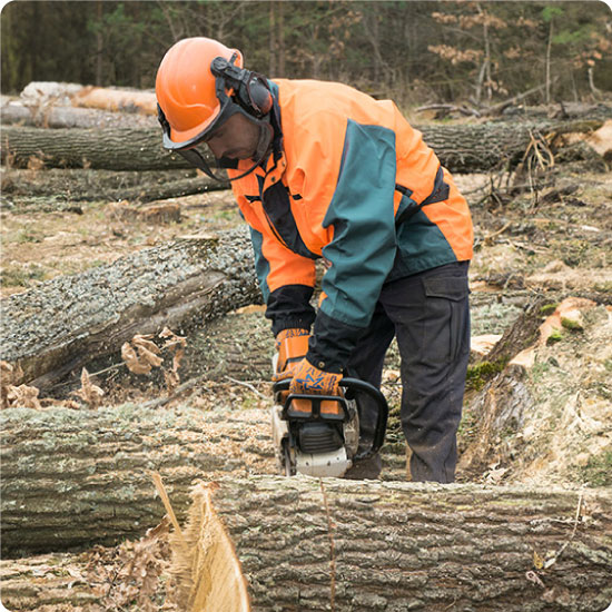 Forestry worker with chainsaw is sawing a log. Process of loggin