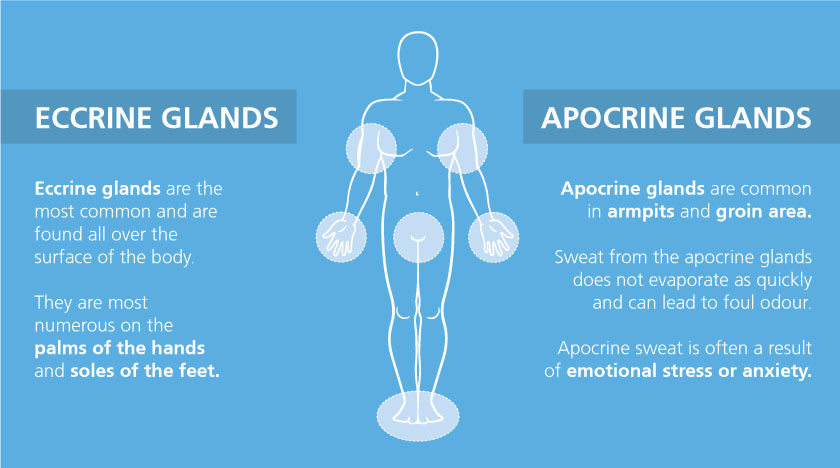 Apocrine and eccrine glands