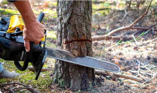Tree Surgeon Cutting Tree Down