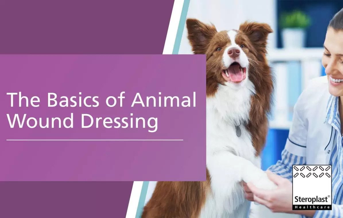 The_Basics_of_Animal_Wound_Dressing_copy