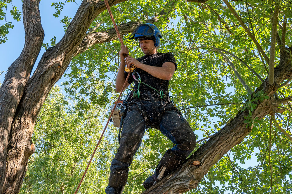 Tree Surgeon up a tree holding onto safety rope