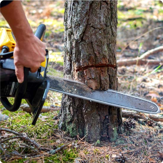 Tree Surgeon Cutting Tree Down