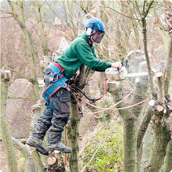 Tree surgeon working up a tree using chainsaw