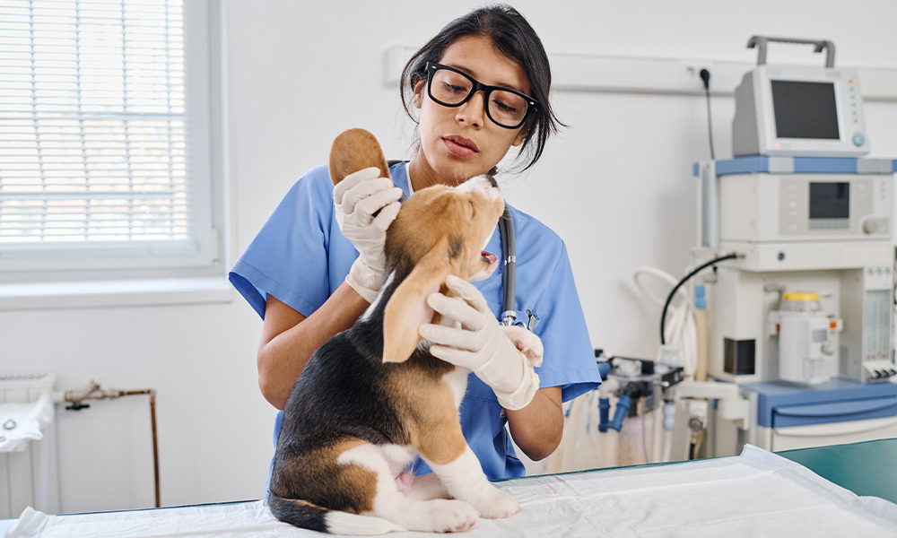 Veterinary clinic
