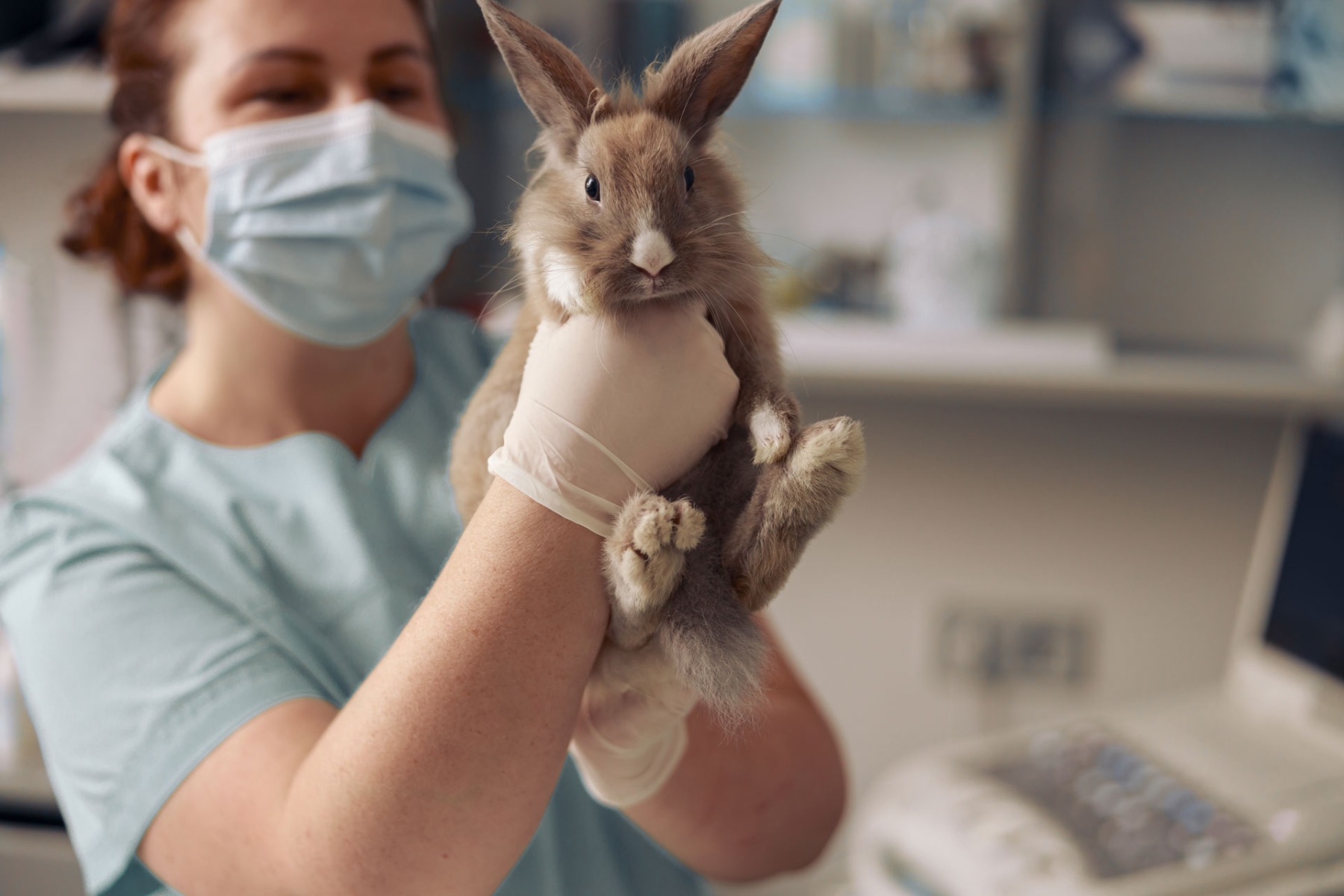 Vet holding rabbit
