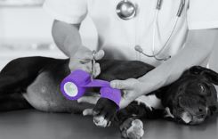Veterinary