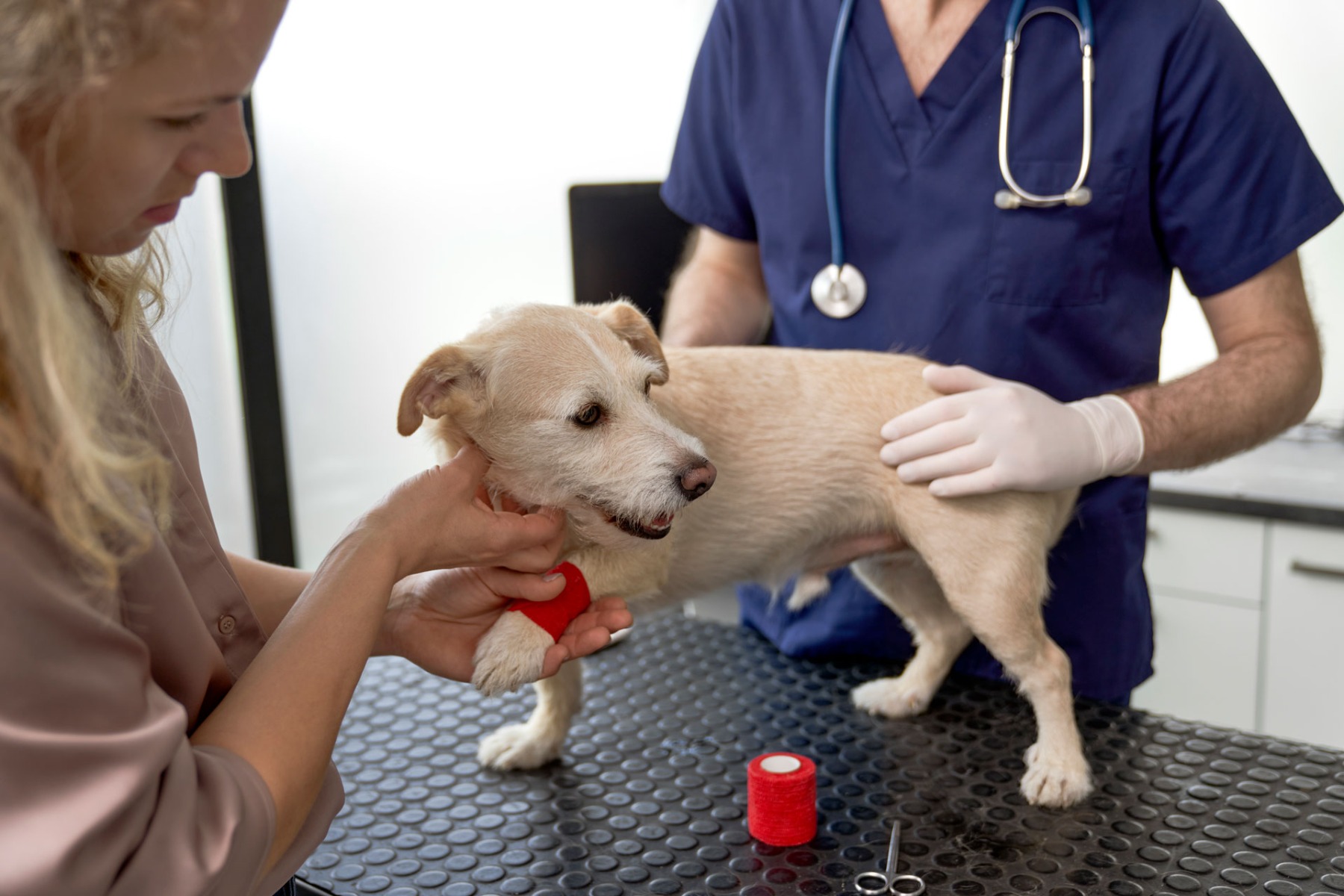 woman puts a bandage surgical tape on dog's leg