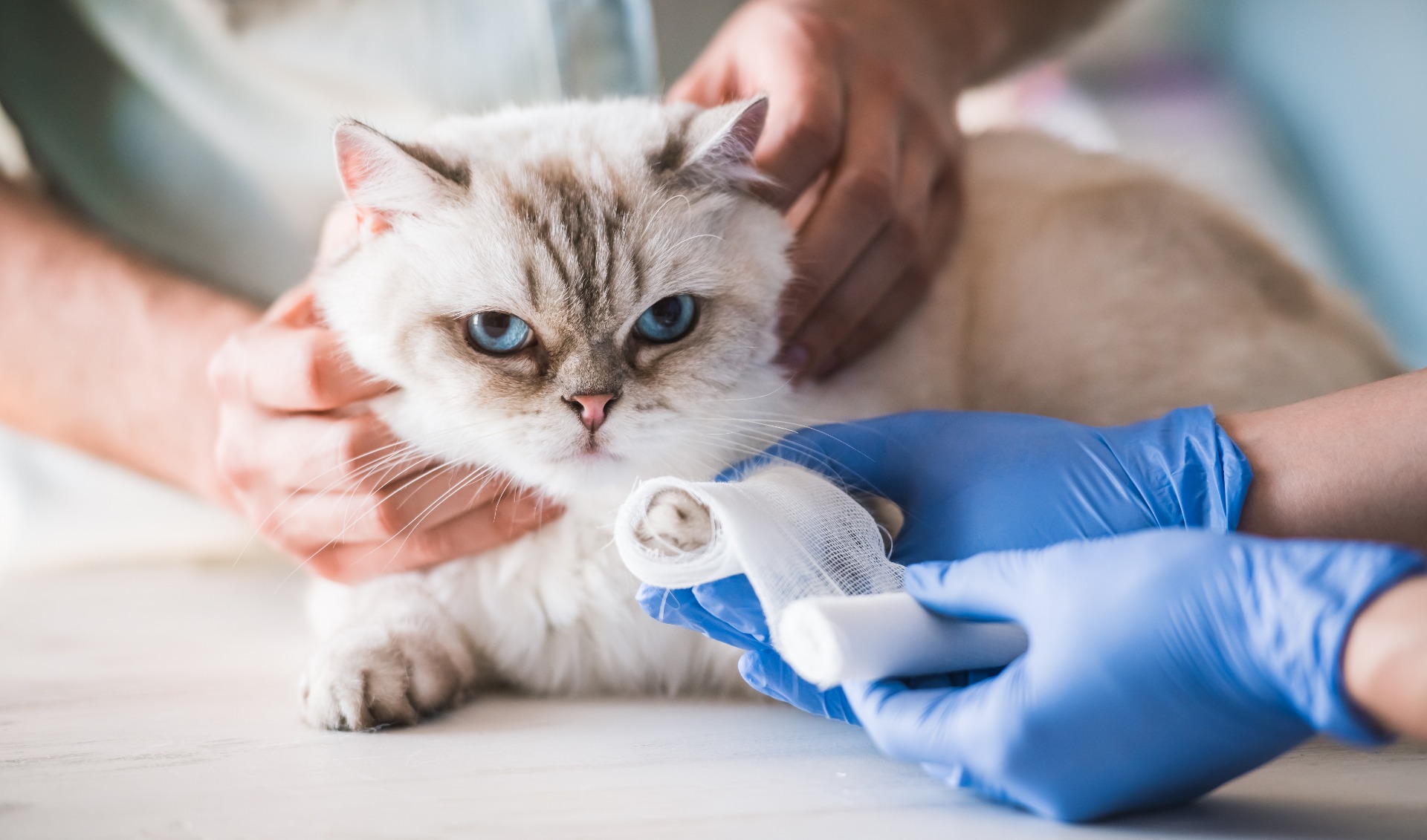 cat having its paw bandaged by a veterinarian