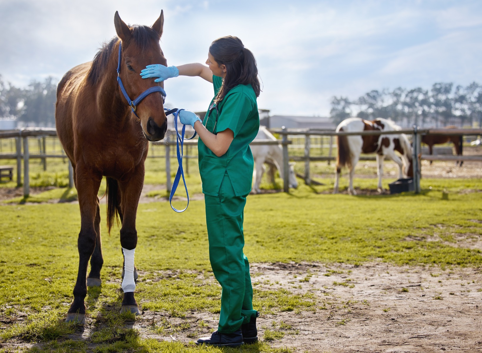 the-animal-whisperer-shot-of-a-young-veterinarian-2022-09-27-22-55-27-utc